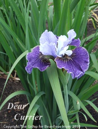 sib Dear Currier (2)